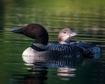 Loons on the Lake