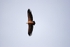 Griffon Vulture