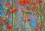 Waxwings