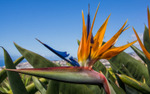 Bird of Paradise Madeira