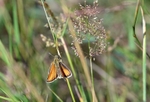 Small Skipper