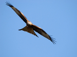 Red Kite