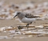 Sanderling