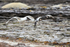 Kelp Goose pair in flight, Carcass Island, Falklands