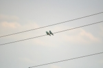 European Rollers