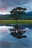 Loch Eil and a Alder tree at sunset     ref 1613
