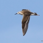 Ruff (Philomachus pugnax)