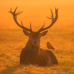 Red Deer