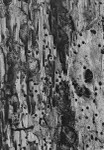 Termites (Rio de Janeiro) #1