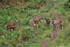 Exmoor Deer