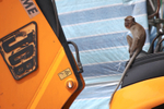 Long tail macaque sat in a JCB seat in the heart of Kuala Lumpur.