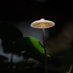Browndown mushroom IMG_4020