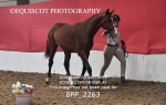 BPP_2263