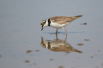 Little-ringed Plover  1904-13809