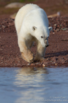 Polar Bear on red sand