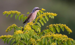 Red Backed Shrike