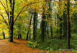 No better time! - Forest in Autumn