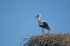 White Stork