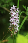 Common Spotted-orchid, Warburg Reserve, Chiltern Hills, Oxfordshire