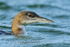 Juvenile Great Northern Diver close-up, Farmoor Reservoir
