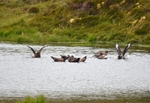Great Skuas