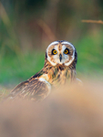 Short-eared Owl on the ground
