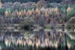 Winter Reflections