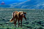 3HPhotog6-2-24_SW-WYO_3HR16252_Wild Horses