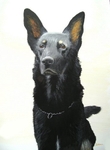 German Shepherd 1