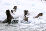 Cape Fur Seals in surf, Seal Island, Mossel Bay, South Africa