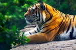 Amur Tiger - DSC_9522