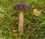 Brown Birch Bolete