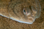Limanda limanda