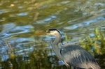 Grey Heron