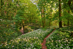 z1974 Wild Garlic, Shorwell