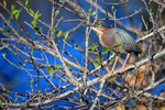 Green Heron, Wakodahatchee Wetlands, Florida