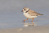 Piping Plover walks close by, Fort De Soto Park, Florida