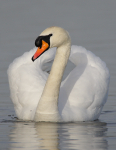 Mute Swan