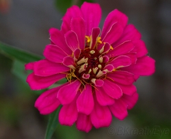 Floral 159