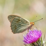 Cardinal fritillary (Argynnis pandora) 