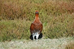 Red Grouse
