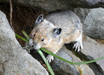 Pika at Mt. Rainier