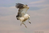 Cape Griffon