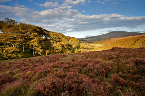 The glorious view down the Druidale Valley towards Snaefell. The heather in bloom and the wait for the sunlight to po…