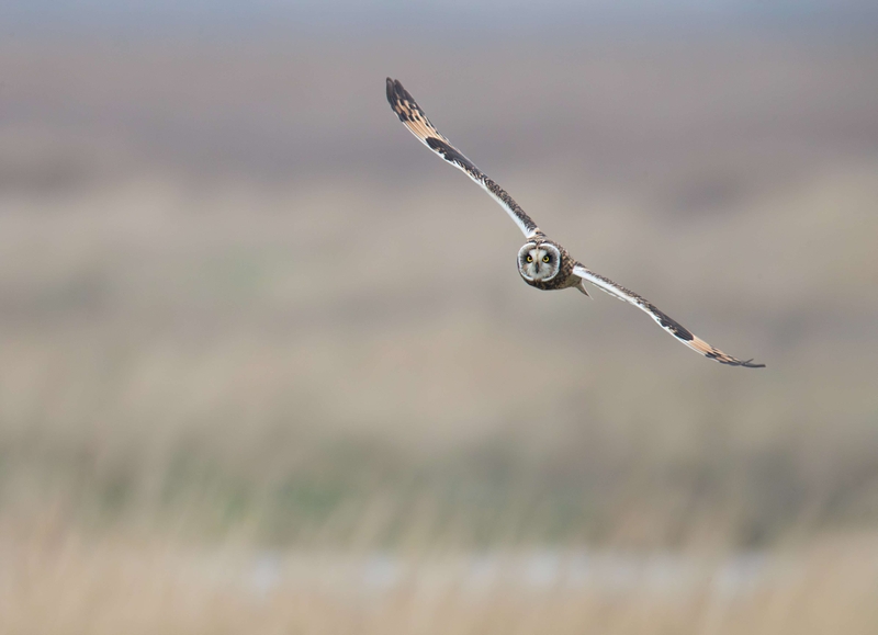 Short Eared Owl
