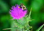 Bee on a Thistle