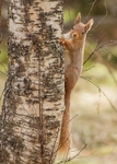 Squirrels portfolio