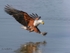Fish Eagle
