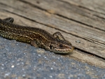 Common Lizard