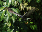 Snail Kite (male) in flight, Panama